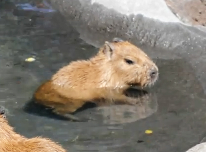 ネタ画像