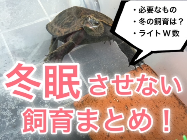 l^摜
