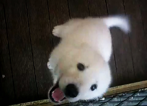 ネタ画像