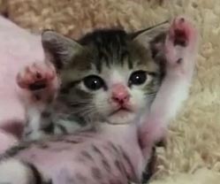 ネタ画像