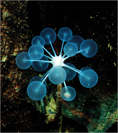 深海の美しい生物、ピンポンツリースポンジ！
