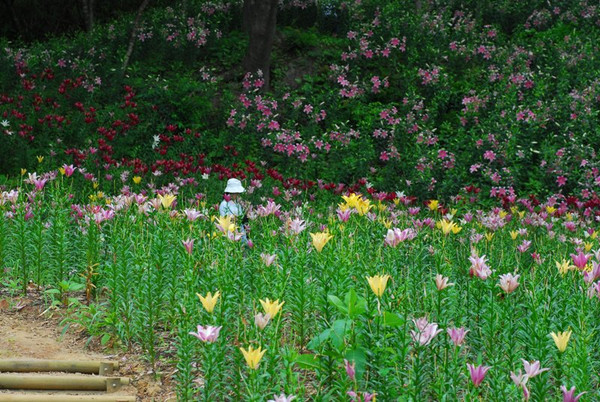 ネタ画像
