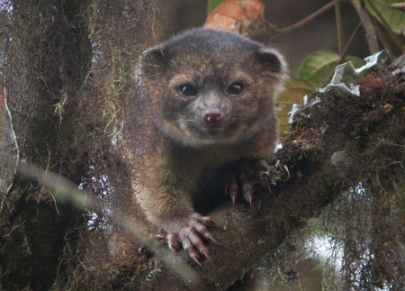 南米で発見された新種の小動物がとってもかわいい！！！！