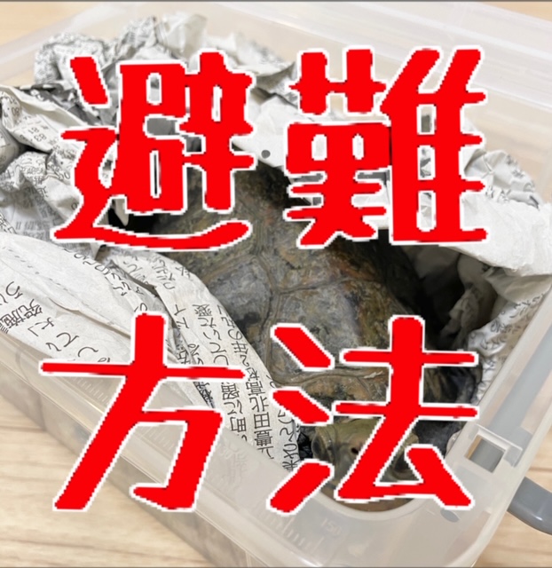 亀・リクガメと、地震災害時に一緒に避難する方法