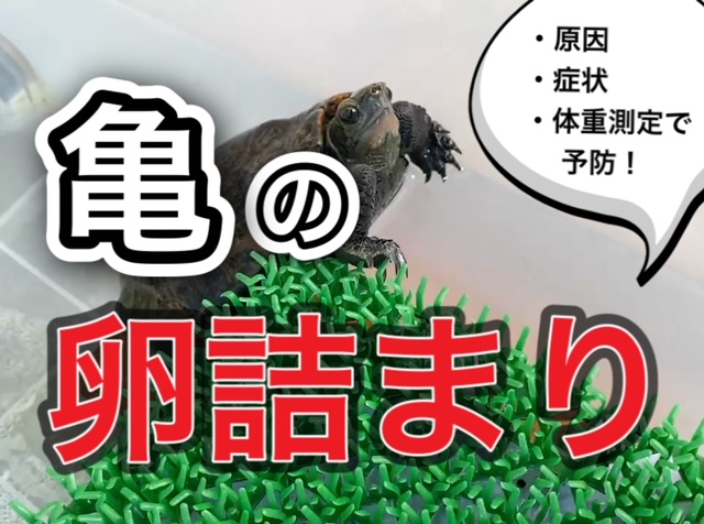 l^摜