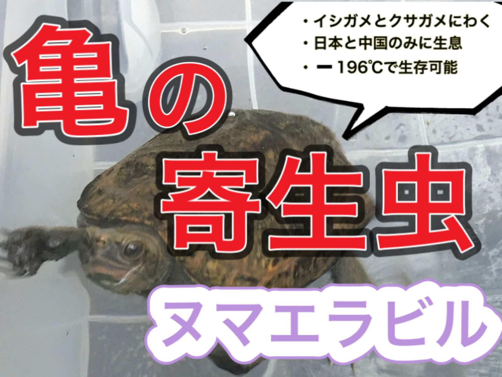 亀の寄生虫「ヌマエラビル」駆除・退治方法まとめ