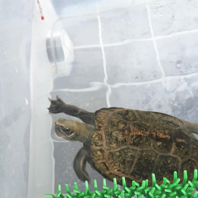 【亀の飼育】 水換えについて 方法や回数など疑問まとめ【2020年版】