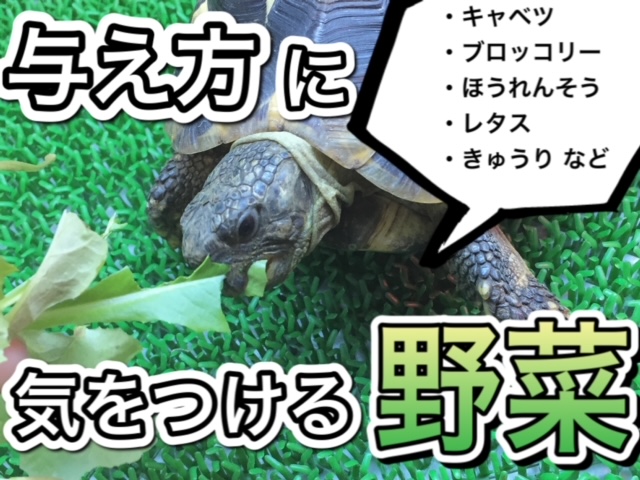 【リクガメの餌】キャベツやブロッコリーはあげてよい？気をつける野菜まとめ