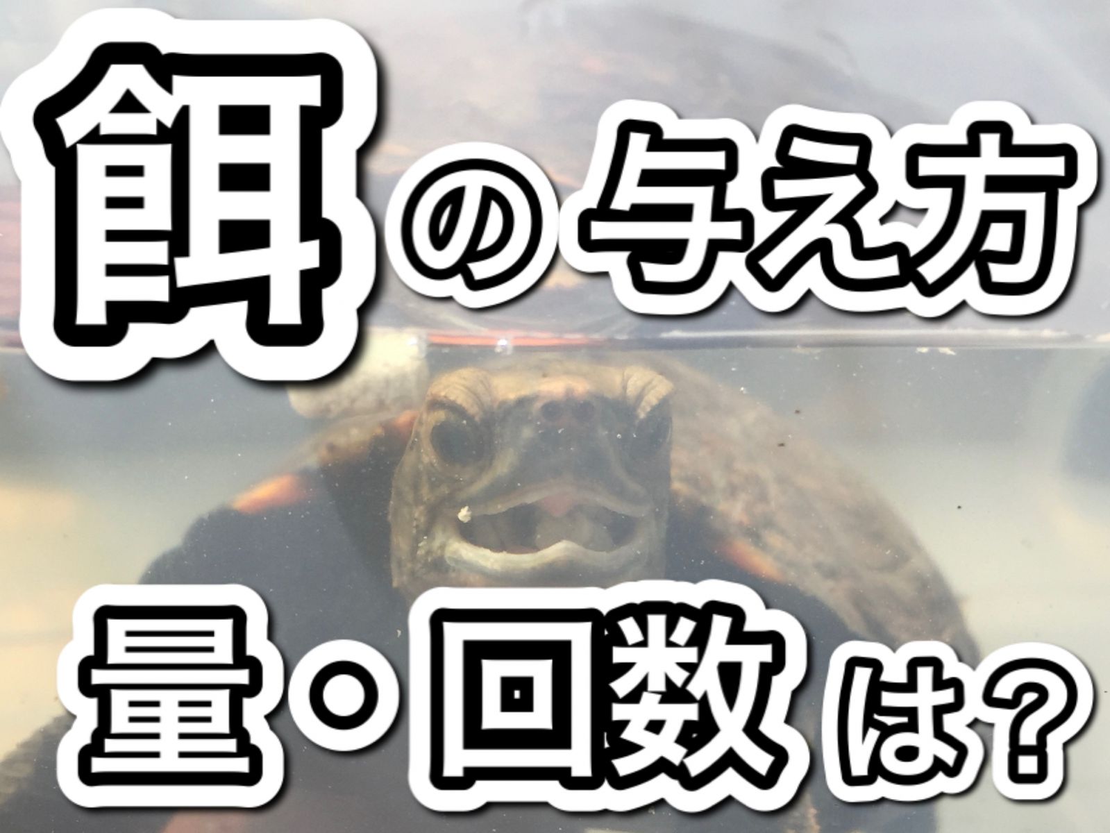 l^摜
