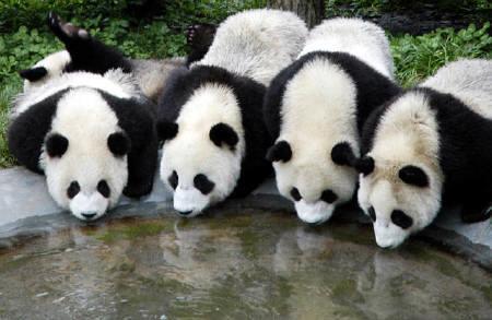 世界三大珍獣