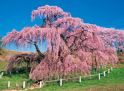 世界三大桜