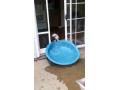 プールが楽しすぎて家に持ち帰ろうとした犬の動画ッ！