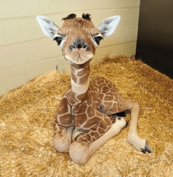 癒し系 かわいい動物の赤ちゃんの画像 キリンにナマケモノにカバなど カワイイ 動物の赤ちゃん道場 ノンセクション まにあ道 趣味と遊びを極めるサイト