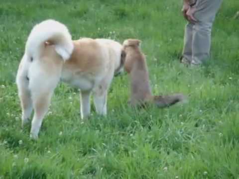 野生のきつねと犬が仲良し まるで映画のワンシーン 異種動物仲良し画像 動画道場 ライフ まにあ道 趣味と遊びを極めるサイト