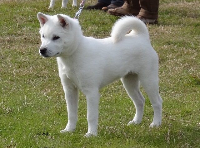 ペット図鑑 紀州犬 ポチたま道場 ライフ まにあ道 趣味と遊びを極めるサイト