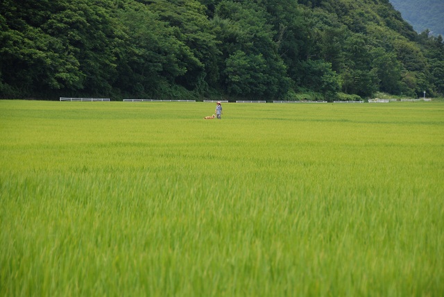 ネタ画像