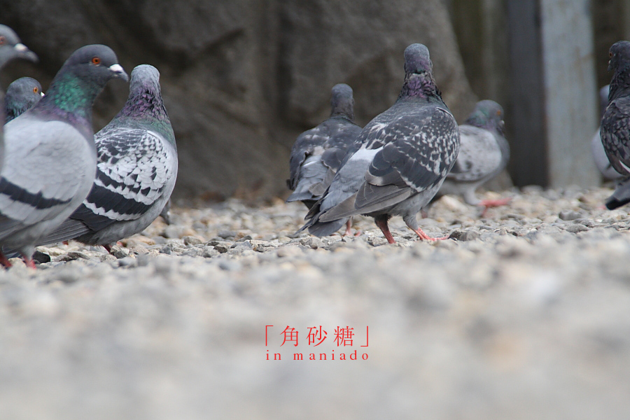 ネタ画像