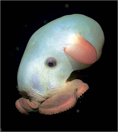恐ろしい姿をした世界の珍しい生き物たち！