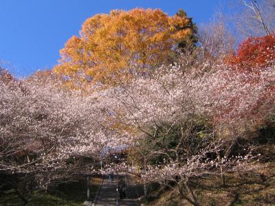 ネタ画像