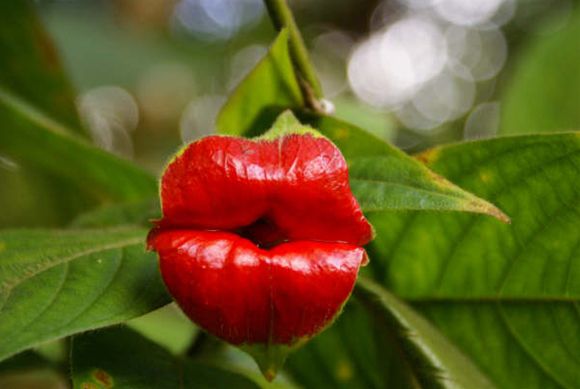 セクシーな赤い唇にそっくり！？な植物