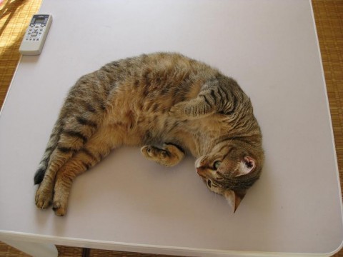 私のペット○○に似てるんです ！