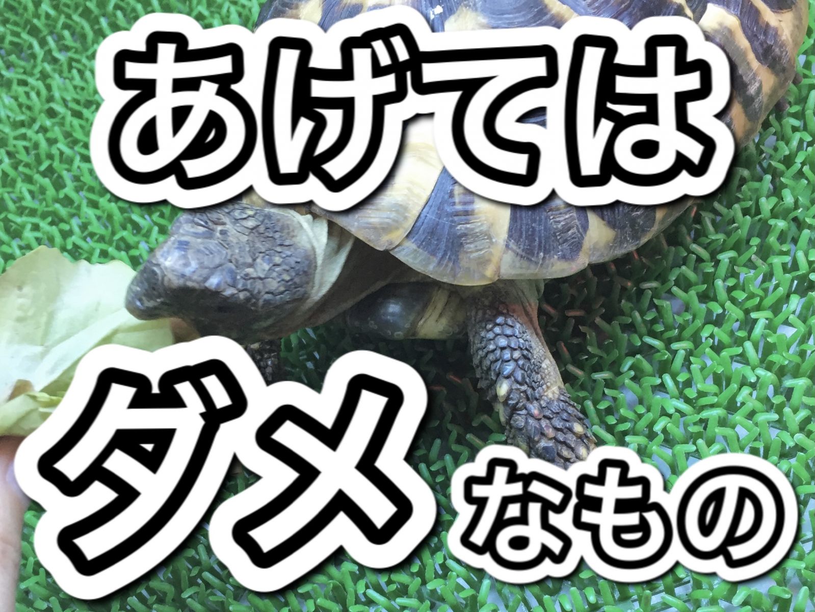 l^摜