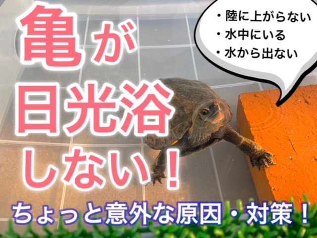 l^摜