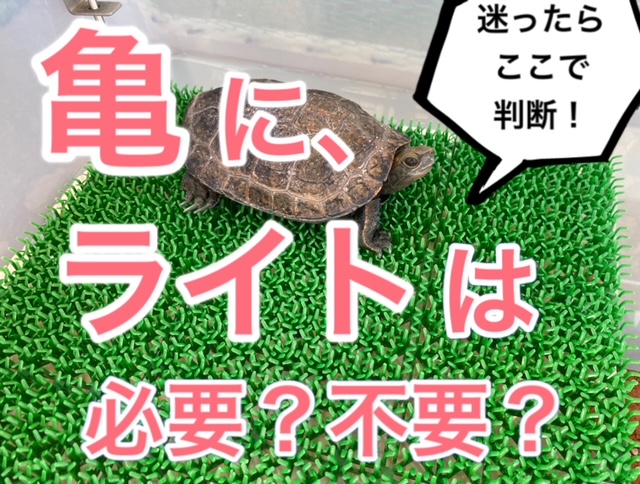 亀の飼育 日光浴のライトは必要？不要？