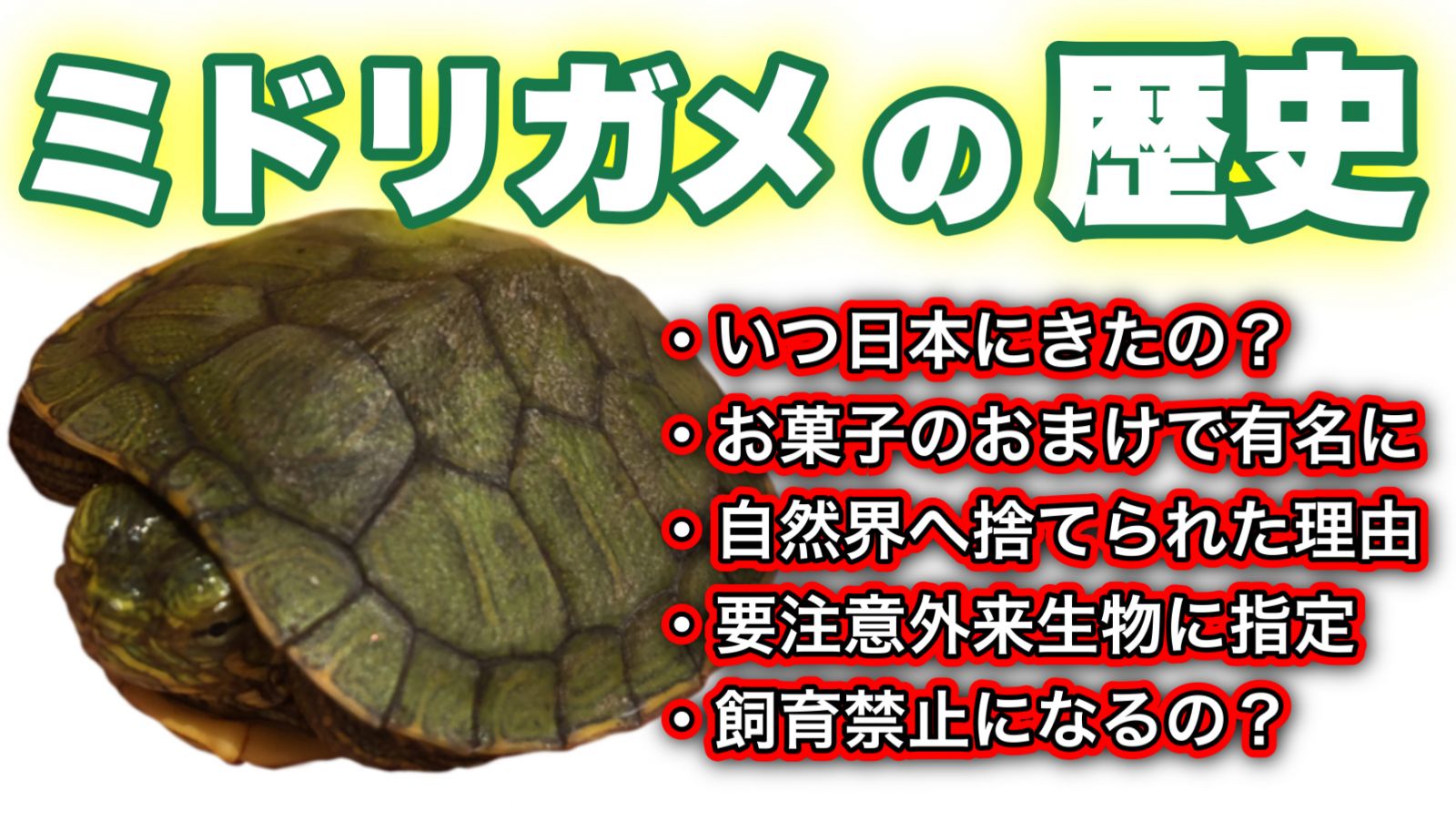 【ミドリガメの歴史】ミシシッピアカミミガメのこれまでと現在まとめ
