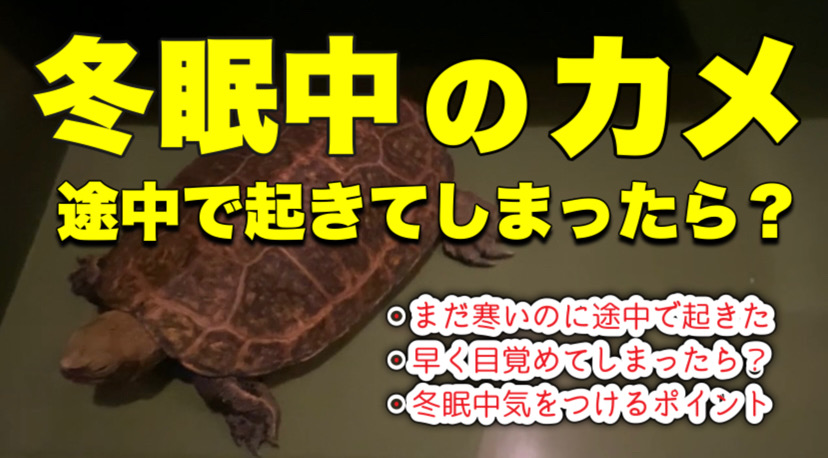 l^摜