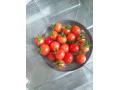 家庭菜園＊ミニトマトたくさん収穫！パスタも作ってみました！＊