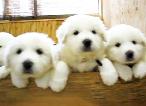 グレートピレニーズの子犬たち かわいすぎる カワイイ 動物の赤ちゃん道場 ノンセクション まにあ道 趣味と遊びを極めるサイト