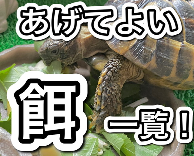 リクガメの餌 あげてよい野菜 野草 果物の種類 一覧 まゆみん解説 亀の飼育 大辞典道場 マニアーナ まにあ道 趣味と遊びを極めるサイト