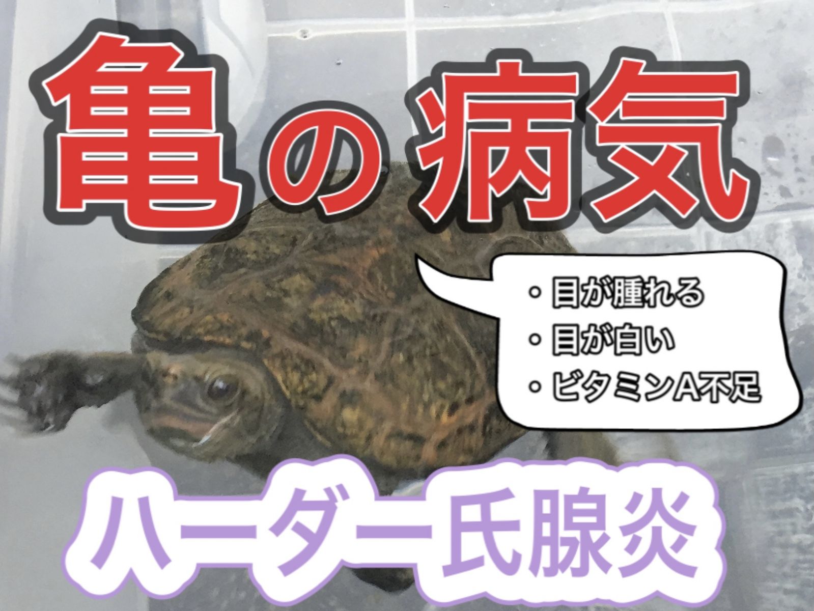 亀の病気 目が開かない 白く腫れる ハーダー氏腺炎 薬と治療 まとめ 21年版 まゆみん解説 亀の飼育 大辞典道場 マニアーナ まにあ道 趣味と遊びを極めるサイト