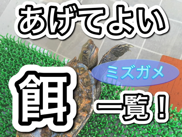 心理学 初期 神経衰弱 乾燥ミミズ カメ 規制する 記録 宣教師