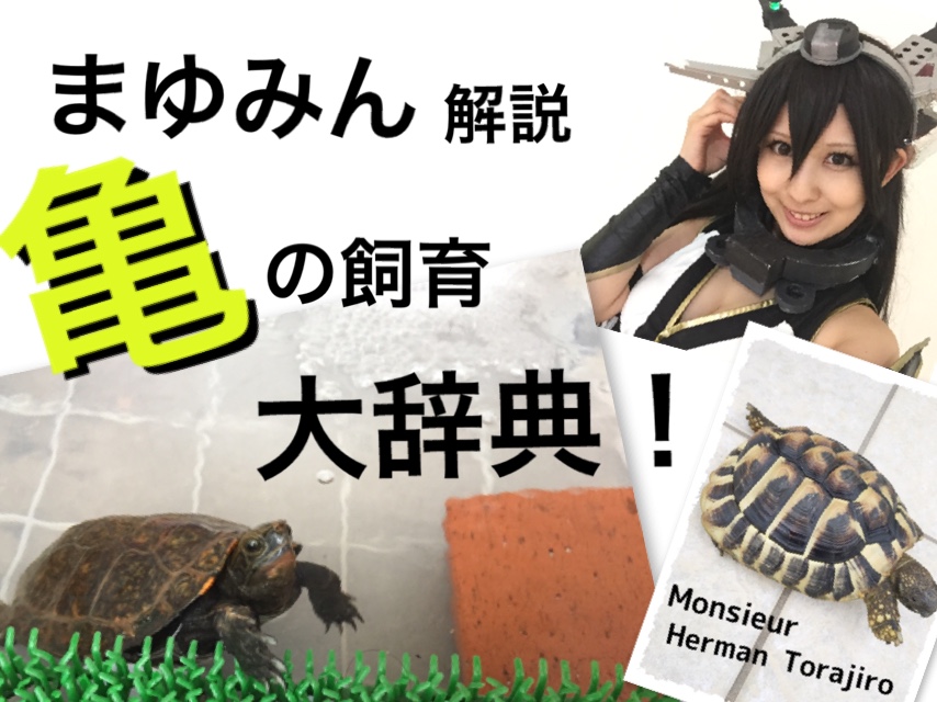 まゆみん解説 亀の飼育 大辞典道場 マニアーナ まにあ道 趣味と遊びを極めるサイト