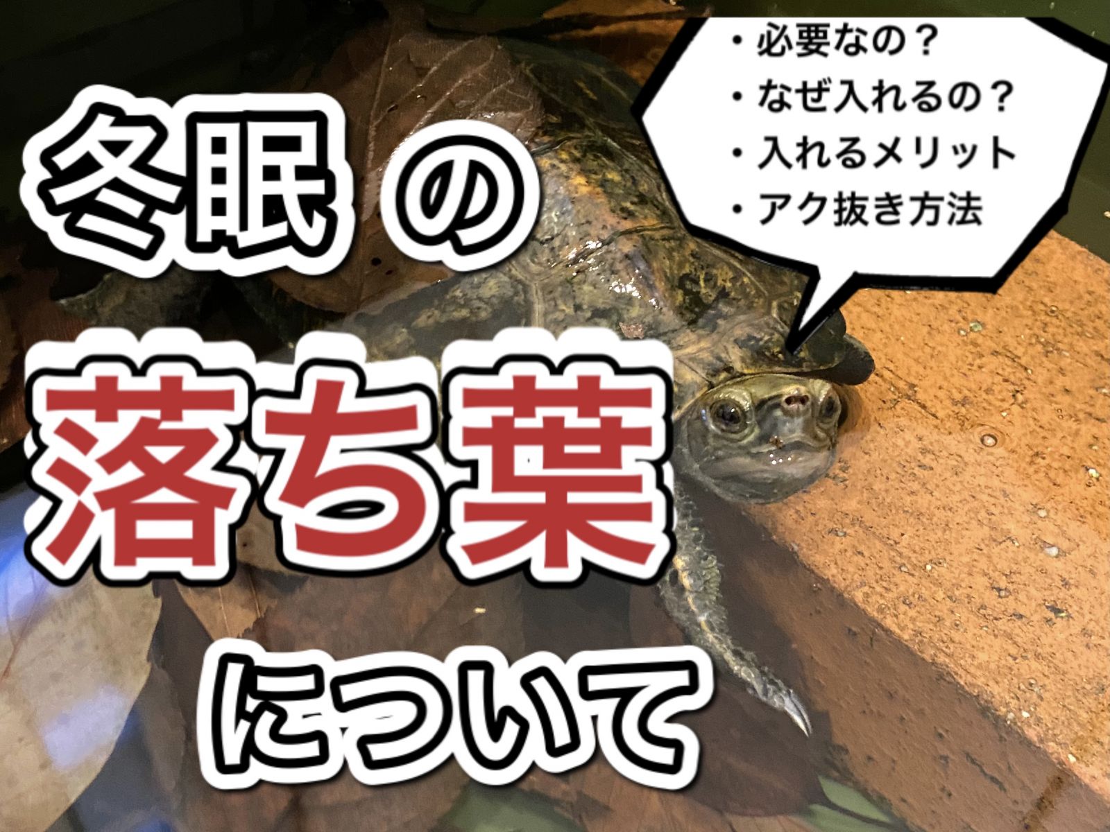 亀の冬眠 落ち葉を入れるメリットとアク抜き方法 21年版 まゆみん解説 亀の飼育 大辞典道場 マニアーナ まにあ道 趣味と遊びを極めるサイト