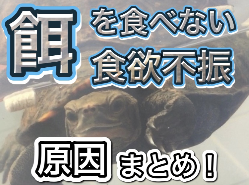 亀が餌を食べない原因 対処法 まとめ 21年版 まゆみん解説 亀の飼育 大辞典道場 マニアーナ まにあ道 趣味と遊びを極めるサイト