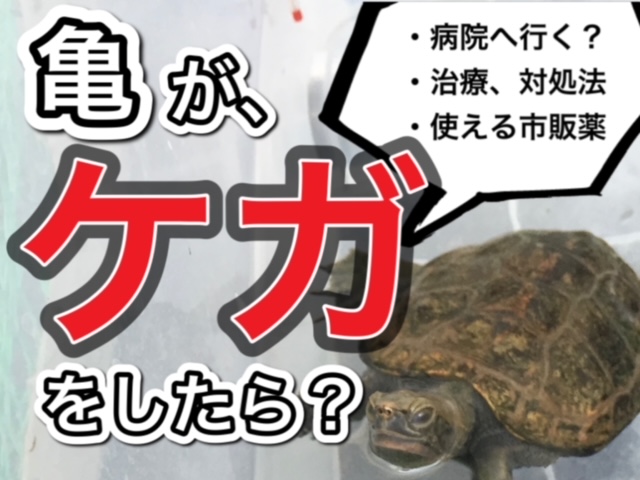 亀のケガの治療と対処法 イソジンは使える 21年版 まゆみん解説 亀の飼育 大辞典道場 マニアーナ まにあ道 趣味と遊びを極めるサイト