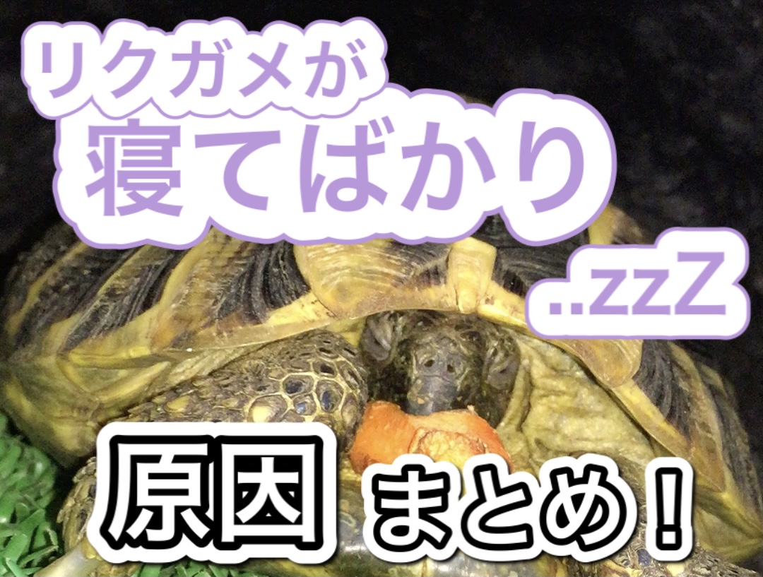 リクガメの睡眠時間 寝てばかりの原因 対処法 21年版 まゆみん解説 亀の飼育 大辞典道場 マニアーナ まにあ道 趣味と遊びを極めるサイト