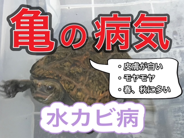 亀の病気 水カビ病の治療と使える薬 まとめ 21年版 まゆみん解説 亀の飼育 大辞典道場 マニアーナ まにあ道 趣味と遊びを極めるサイト