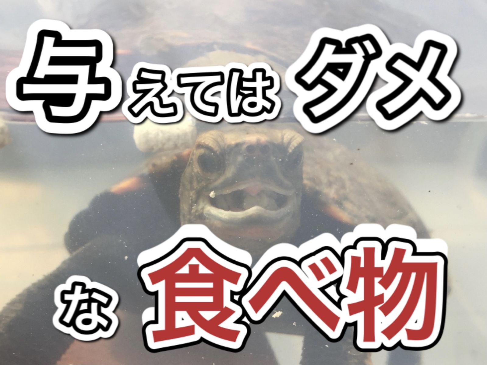 亀にあげてはダメな餌 食べ物 一覧 21年版 まゆみん解説 亀の飼育 大辞典道場 マニアーナ まにあ道 趣味と遊びを極めるサイト