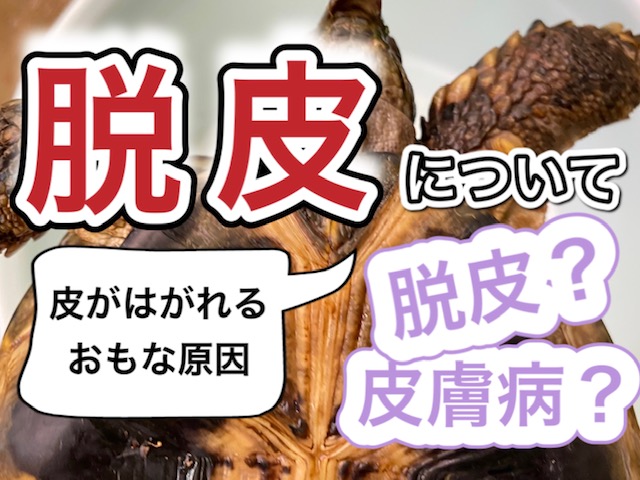 リクガメの脱皮について 脱皮と皮膚病の違いは 21年版 まゆみん解説 亀の飼育 大辞典道場 マニアーナ まにあ道 趣味と遊びを極めるサイト